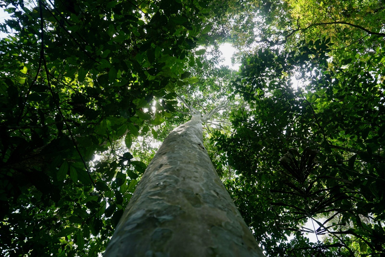 The Cacay and its contribution to the environment